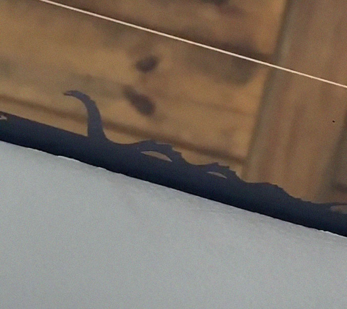 Loch ness monster on the car window Loch ness monster on the car window