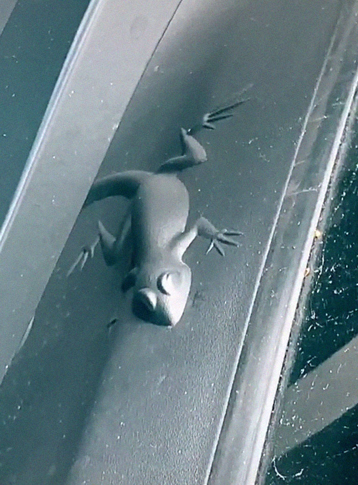 Lizard on the car door 
