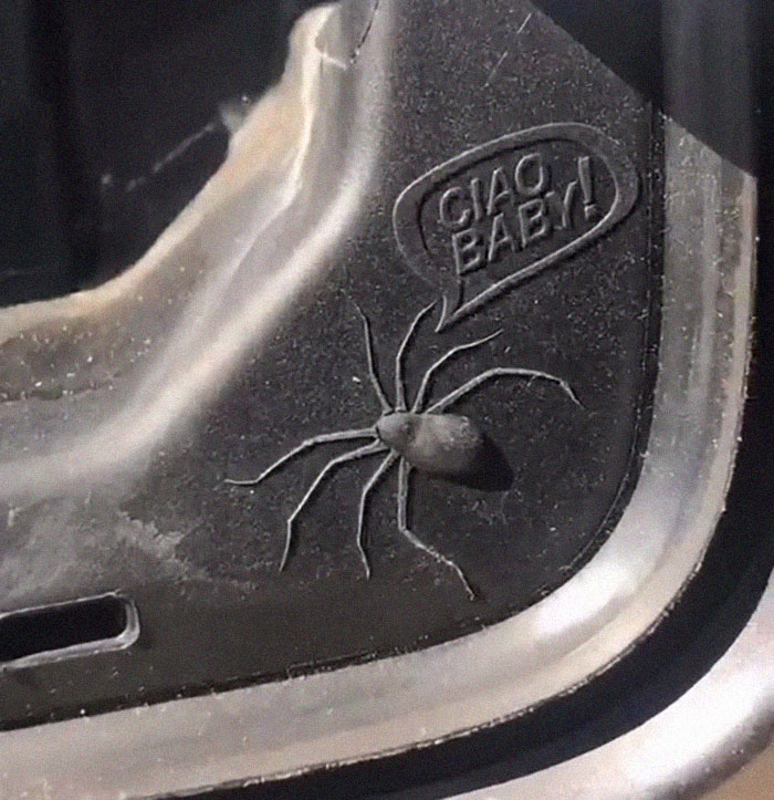 Spider saying "Ciao Baby" 