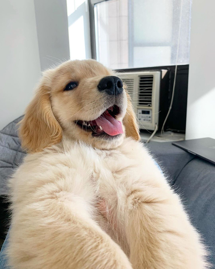 10 Y.O. Boy Writes A Letter To His Neighbor Saying "I'm Wondering If Maybe After This Virus You Need A Dog Sitter" 10 Y.O. Boy Writes A Letter To His Neighbor Saying "I'm Wondering If Maybe After This Virus You Need A Dog Sitter"