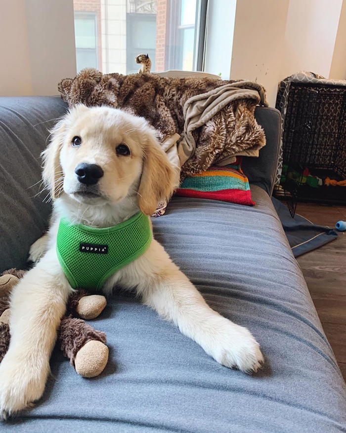 10 Y.O. Boy Writes A Letter To His Neighbor Saying "I'm Wondering If Maybe After This Virus You Need A Dog Sitter" 10 Y.O. Boy Writes A Letter To His Neighbor Saying "I'm Wondering If Maybe After This Virus You Need A Dog Sitter"