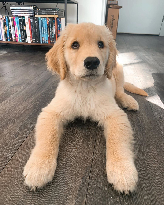 10 Y.O. Boy Writes A Letter To His Neighbor Saying "I'm Wondering If Maybe After This Virus You Need A Dog Sitter" 10 Y.O. Boy Writes A Letter To His Neighbor Saying "I'm Wondering If Maybe After This Virus You Need A Dog Sitter"