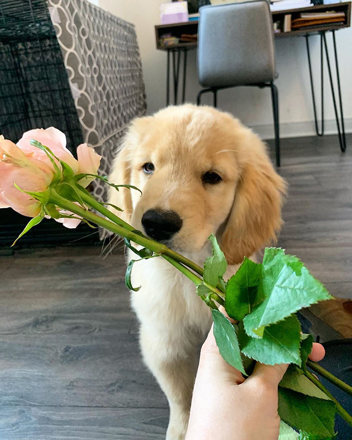 10 Y.O. Boy Writes A Letter To His Neighbor Saying "I'm Wondering If Maybe After This Virus You Need A Dog Sitter" 10 Y.O. Boy Writes A Letter To His Neighbor Saying "I'm Wondering If Maybe After This Virus You Need A Dog Sitter"