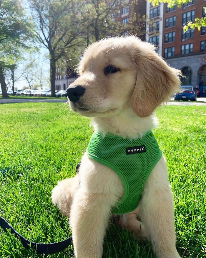 10 Y.O. Boy Writes A Letter To His Neighbor Saying "I'm Wondering If Maybe After This Virus You Need A Dog Sitter" 10 Y.O. Boy Writes A Letter To His Neighbor Saying "I'm Wondering If Maybe After This Virus You Need A Dog Sitter"