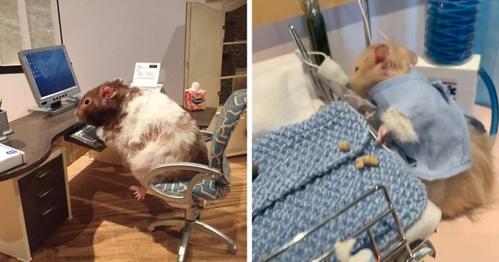 Woman Creates Tiny Lockdown Scenes With Her Pet Hamsters And It’s Too Adorable