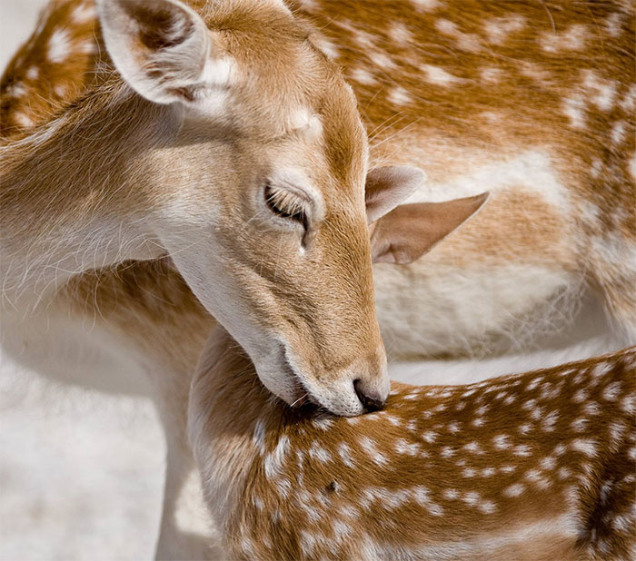 I Photograph The Loving Bond Between Animal Moms And Their Babies (34 Pics)