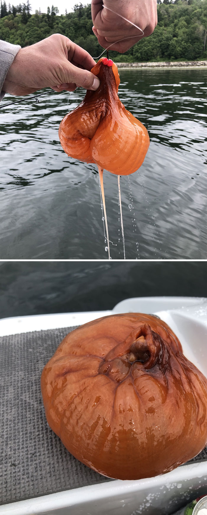 Went Fishing And Caught This