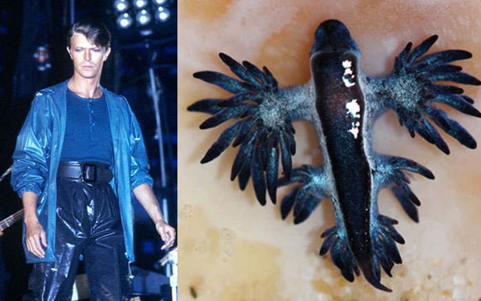 Nudibranchia-Opisthobranchia-David-Bowie