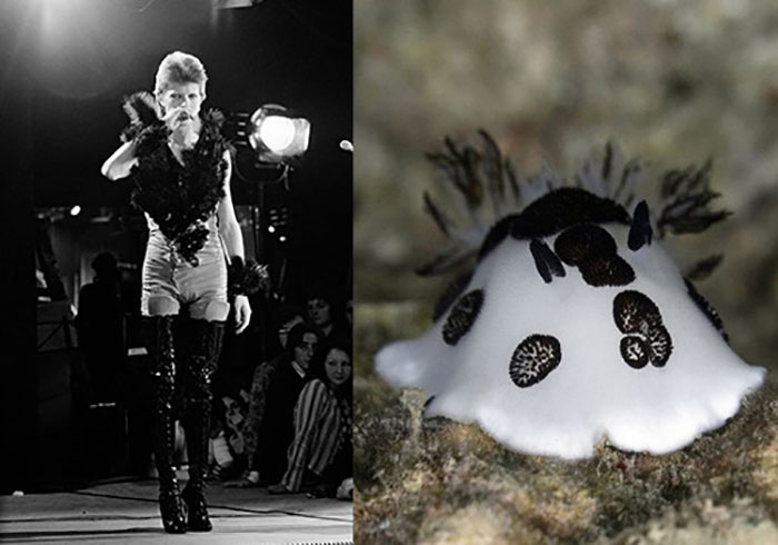 Nudibranchia-Opisthobranchia-David-Bowie
