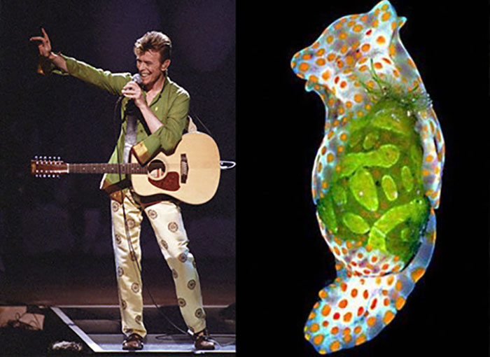 Nudibranchia-Opisthobranchia-David-Bowie