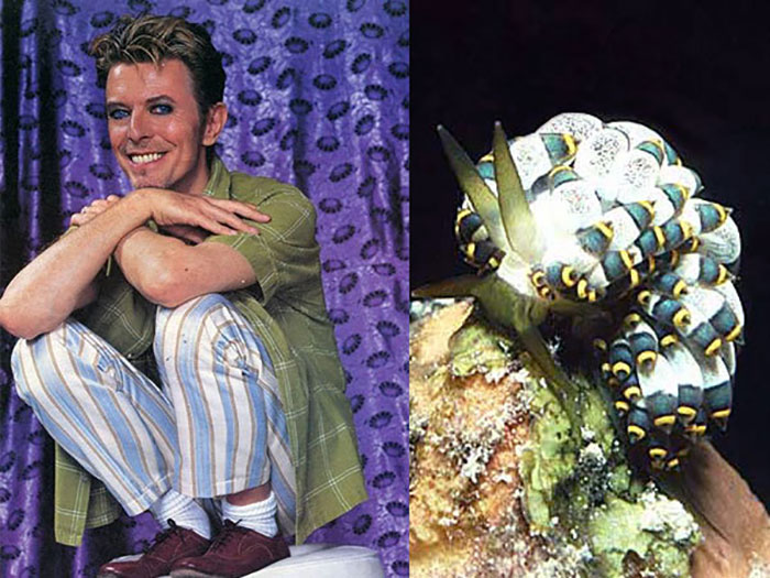 Nudibranchia-Opisthobranchia-David-Bowie