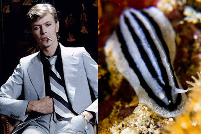 Nudibranchia-Opisthobranchia-David-Bowie