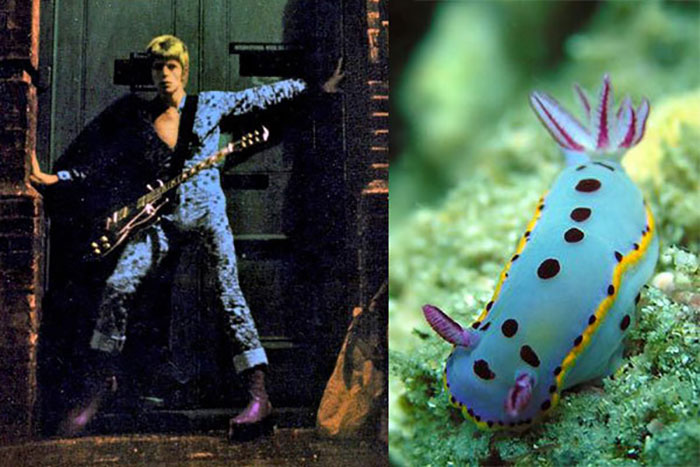 Nudibranchia-Opisthobranchia-David-Bowie