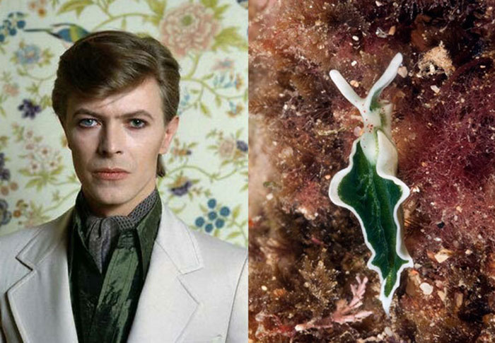 Nudibranchia-Opisthobranchia-David-Bowie