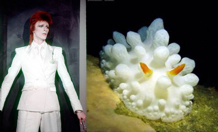 Nudibranchia-Opisthobranchia-David-Bowie