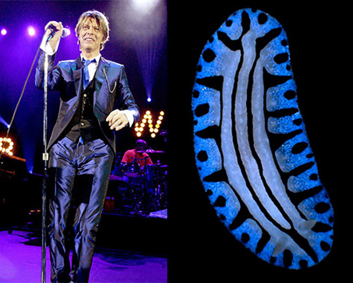 Nudibranchia-Opisthobranchia-David-Bowie