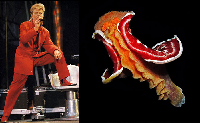 Nudibranchia-Opisthobranchia-David-Bowie