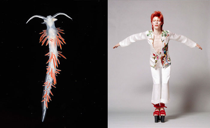 Nudibranchia-Opisthobranchia-David-Bowie