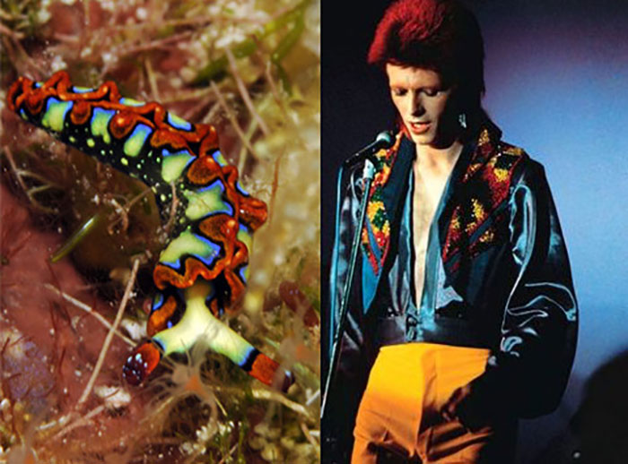 Nudibranchia-Opisthobranchia-David-Bowie