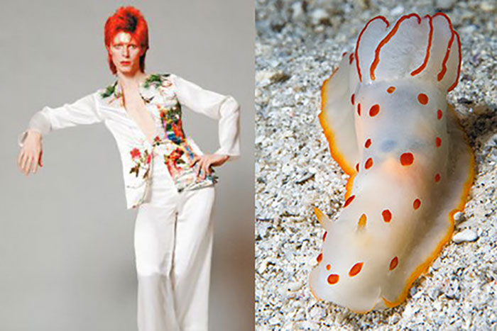 Nudibranchia-Opisthobranchia-David-Bowie