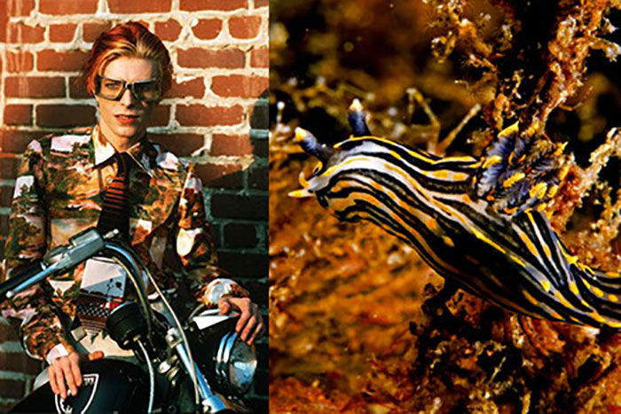 Nudibranchia-Opisthobranchia-David-Bowie