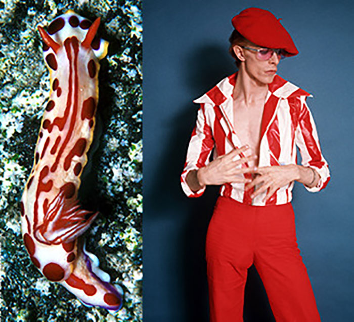 Nudibranchia-Opisthobranchia-David-Bowie