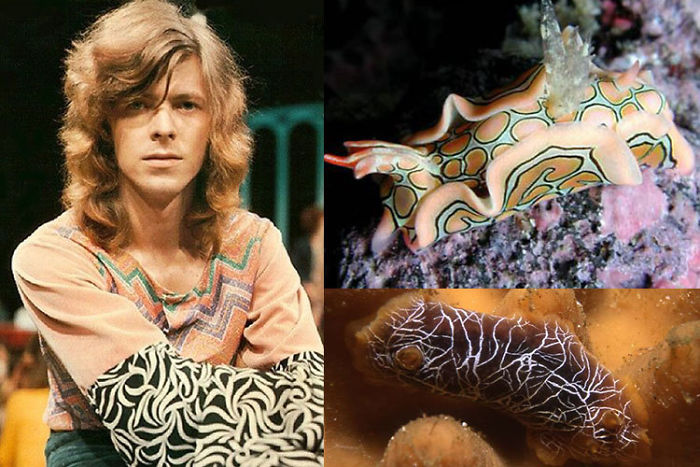 Nudibranchia-Opisthobranchia-David-Bowie