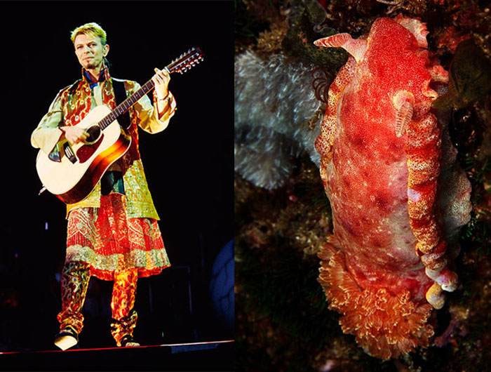 Nudibranchia-Opisthobranchia-David-Bowie