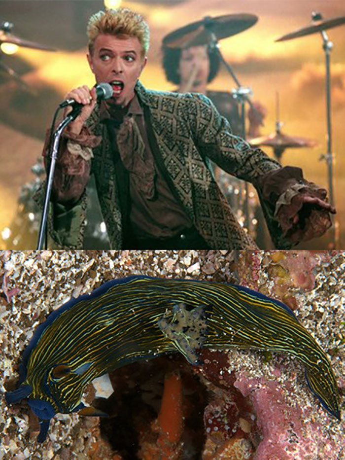 Nudibranchia-Opisthobranchia-David-Bowie
