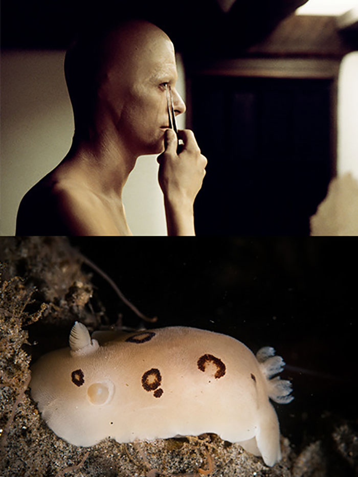 Nudibranchia-Opisthobranchia-David-Bowie