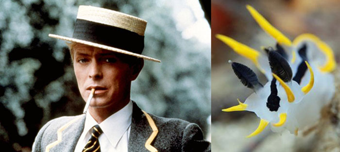 Nudibranchia-Opisthobranchia-David-Bowie