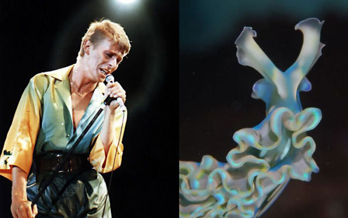 Nudibranchia-Opisthobranchia-David-Bowie
