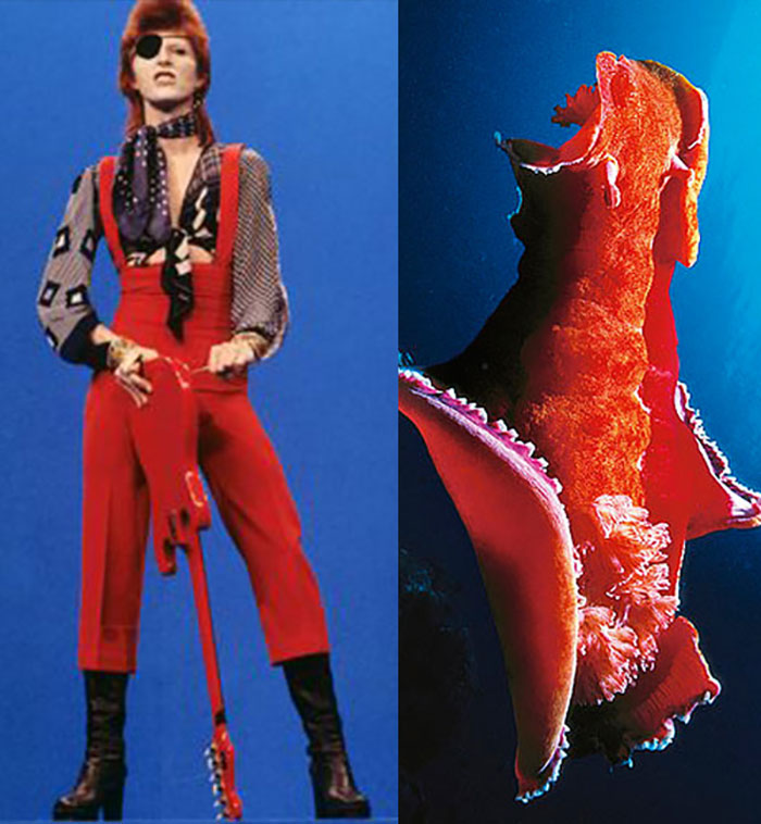 Nudibranchia-Opisthobranchia-David-Bowie