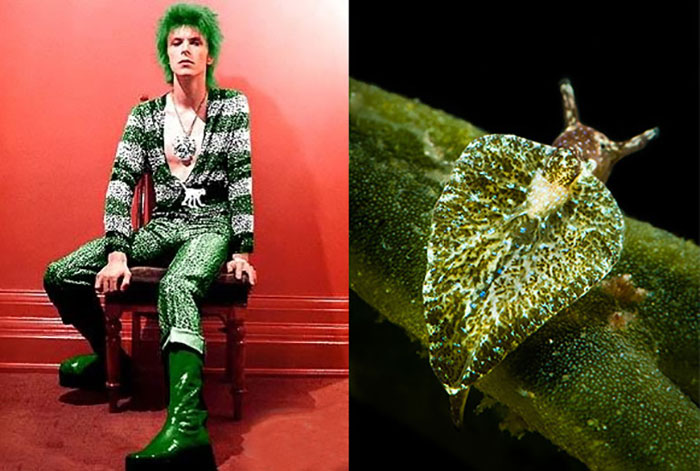 Nudibranchia-Opisthobranchia-David-Bowie