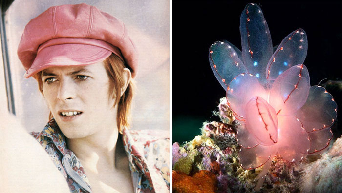 Nudibranchia-Opisthobranchia-David-Bowie