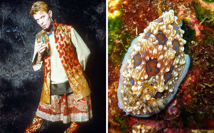Nudibranchia-Opisthobranchia-David-Bowie