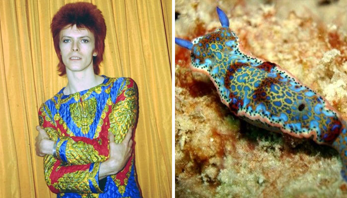 Nudibranchia-Opisthobranchia-David-Bowie
