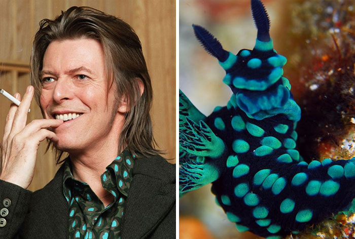Nudibranchia-Opisthobranchia-David-Bowie