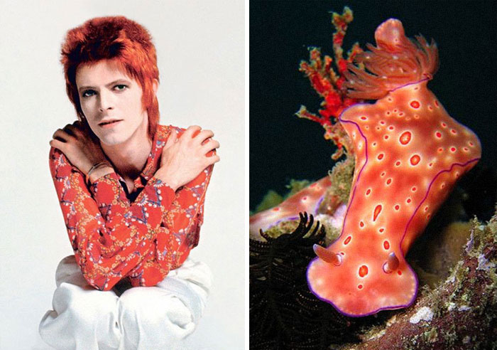 Nudibranchia-Opisthobranchia-David-Bowie