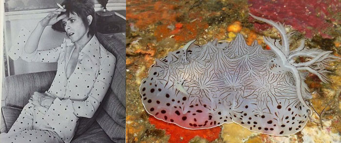 Nudibranchia-Opisthobranchia-David-Bowie
