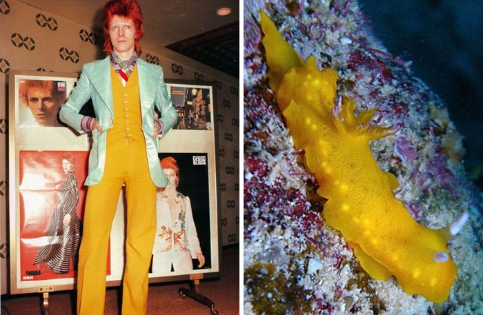 Nudibranchia-Opisthobranchia-David-Bowie