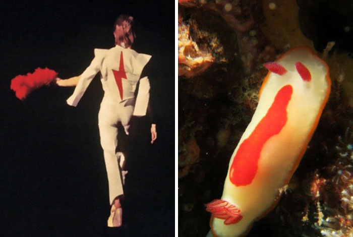 Nudibranchia-Opisthobranchia-David-Bowie