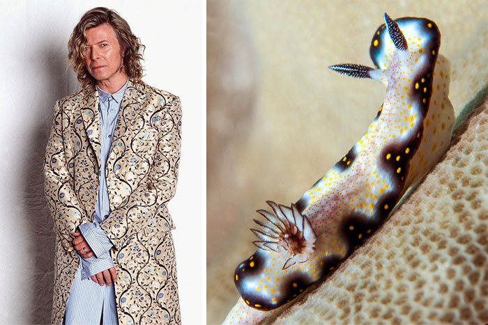 Nudibranchia-Opisthobranchia-David-Bowie
