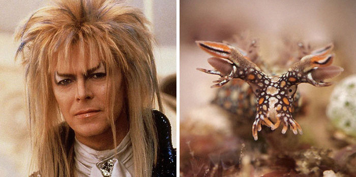 Nudibranchia-Opisthobranchia-David-Bowie