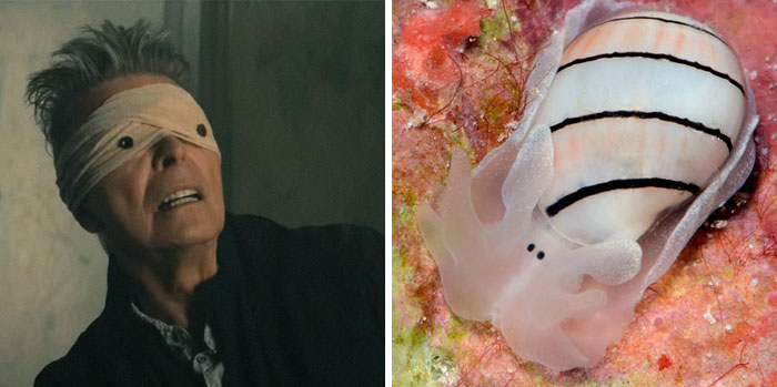 Nudibranchia-Opisthobranchia-David-Bowie