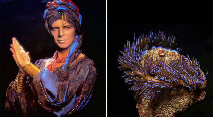 Nudibranchia-Opisthobranchia-David-Bowie