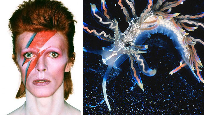 Nudibranchia-Opisthobranchia-David-Bowie
