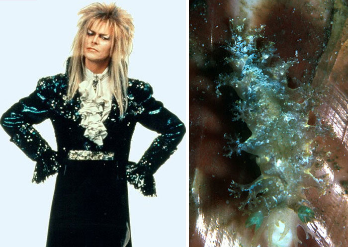 Nudibranchia-Opisthobranchia-David-Bowie