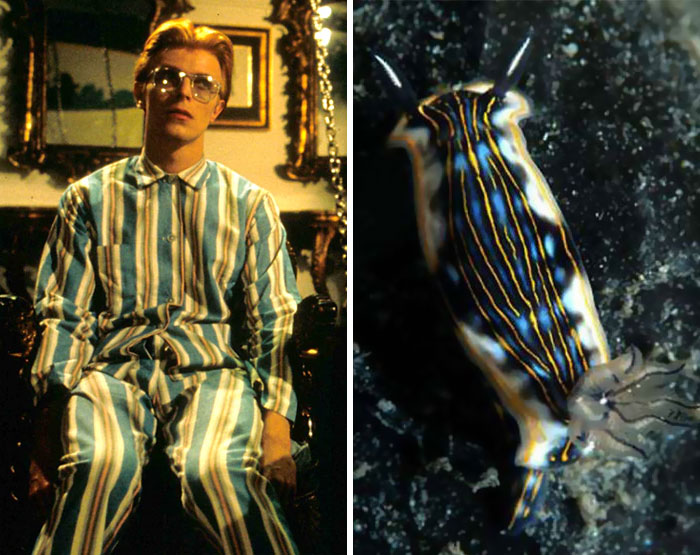 Nudibranchia-Opisthobranchia-David-Bowie