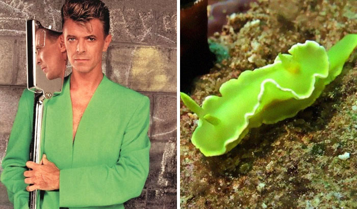 Nudibranchia-Opisthobranchia-David-Bowie
